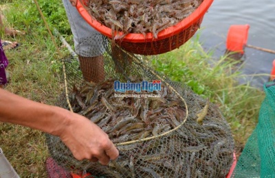 Quảng Ngãi: Thu hoạch tôm chạy bão