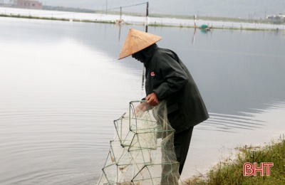 Nỗi lo tôm dịch bệnh sau trận lũ lịch sử