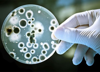 Giải pháp kiểm soát vi khuẩn Vibrio spp. gây bệnh hoại tử gan tuỵ cấp trên tôm thẻ chân trắng